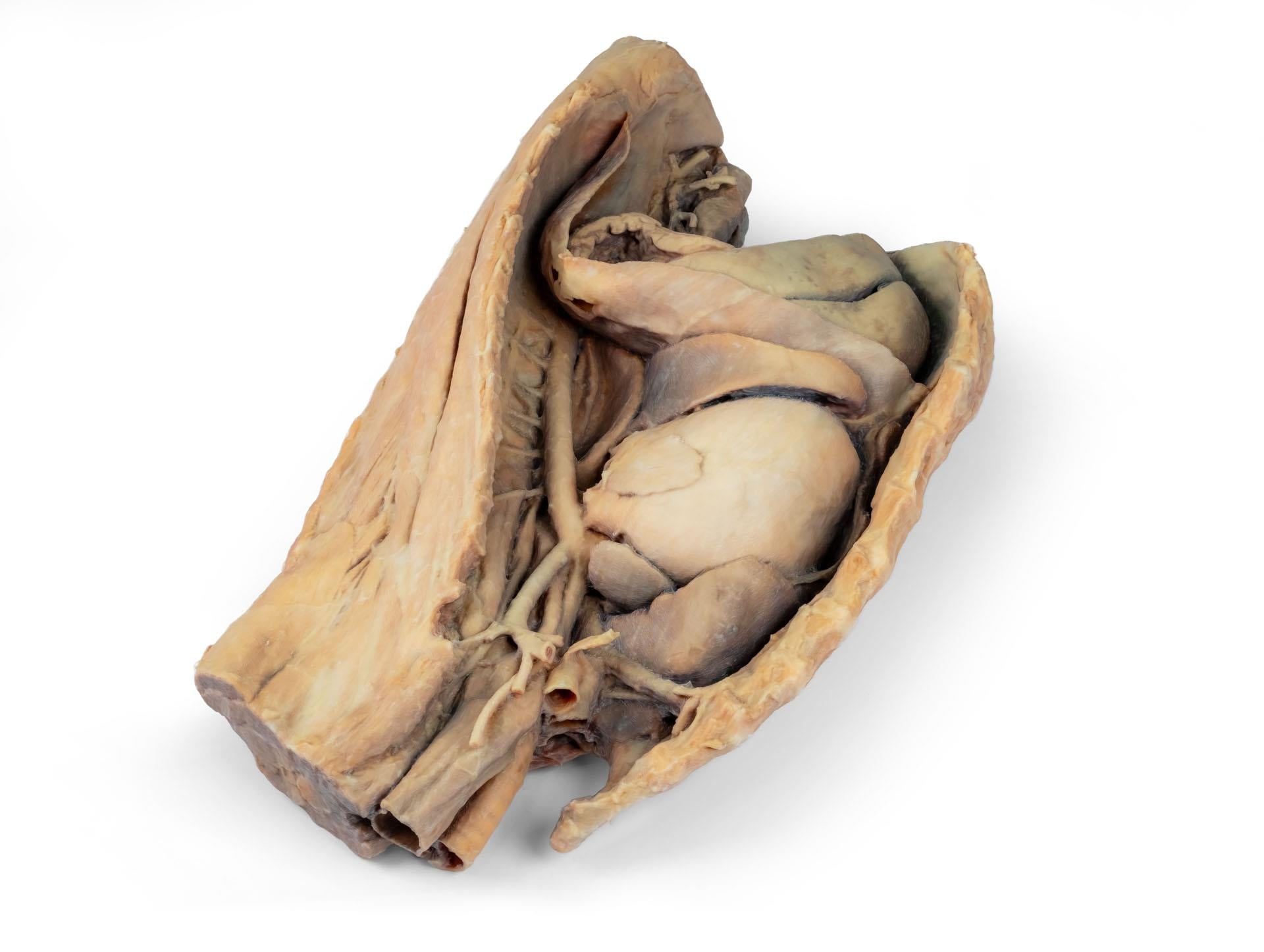 Canine Thoracic Cavity Left Side 3D Printed Model