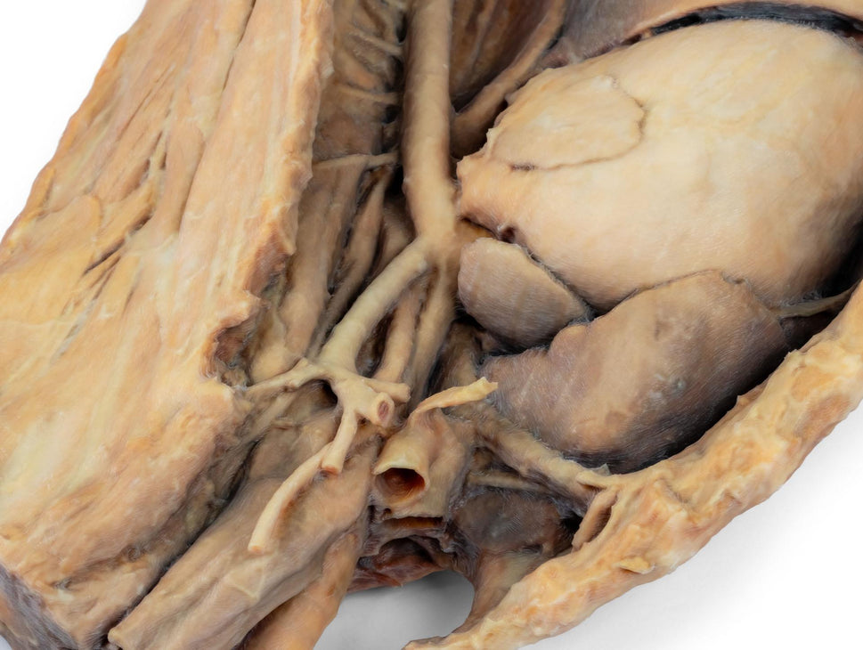 Canine Thoracic Cavity Left Side 3D Printed Model