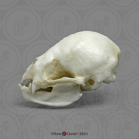 Bone Clones Small Mammal Skulls