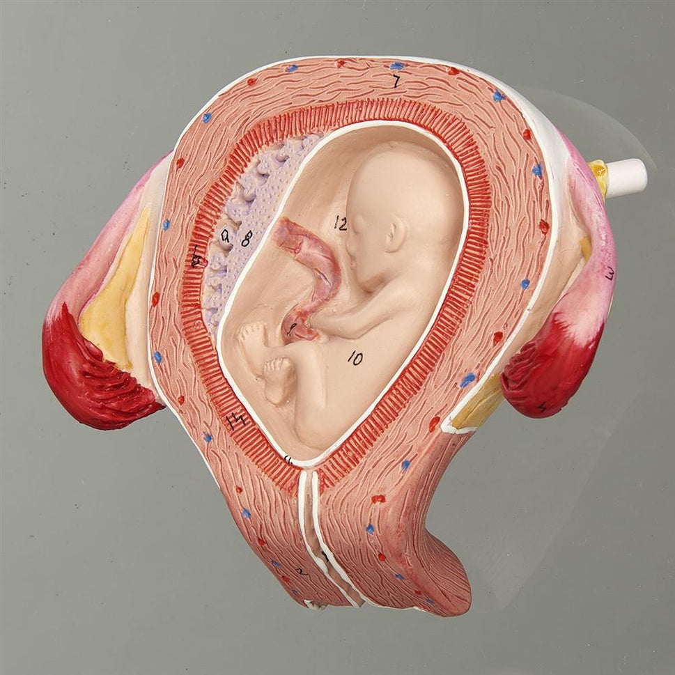 Intra-Uterine Development Trainer