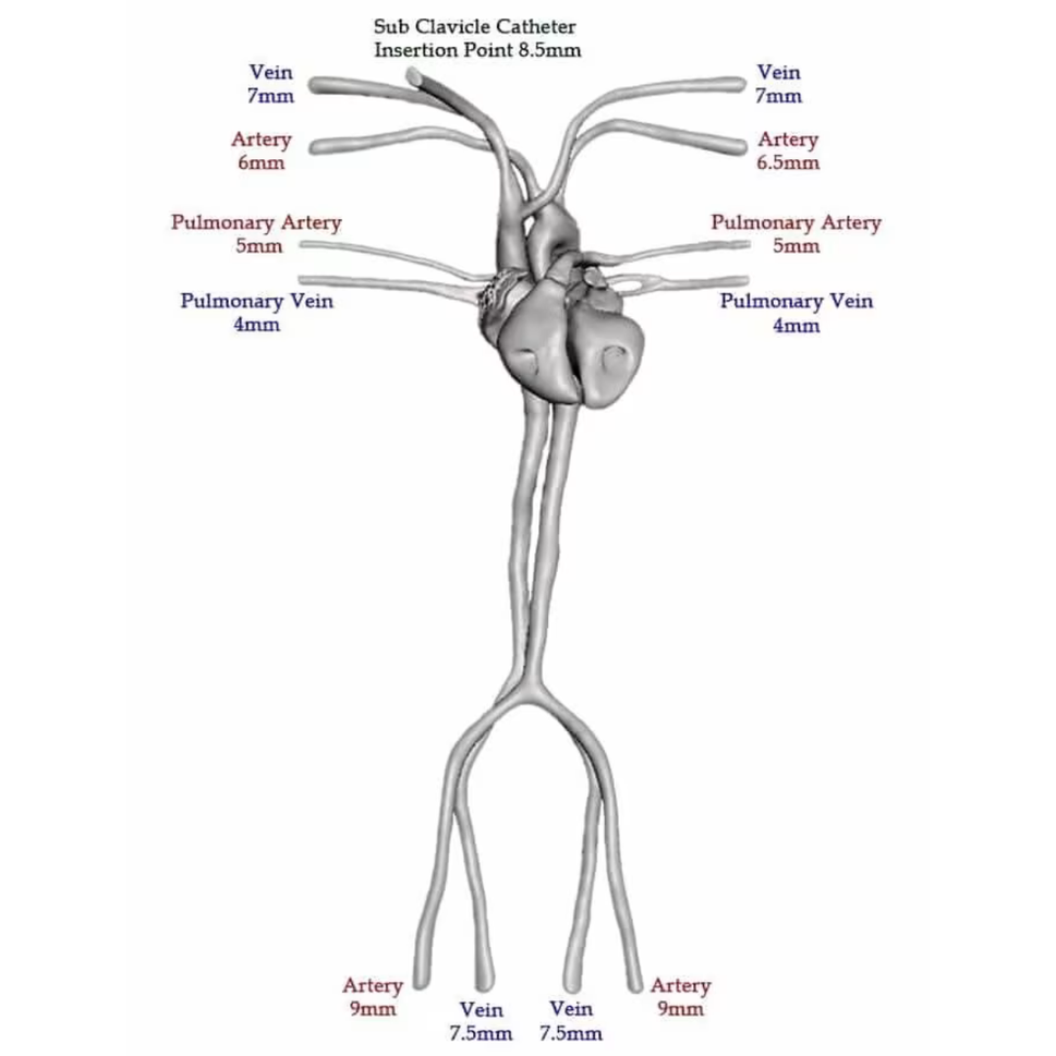 Adult Torso Phantom (Dynamic) for X-Ray CT, MRI