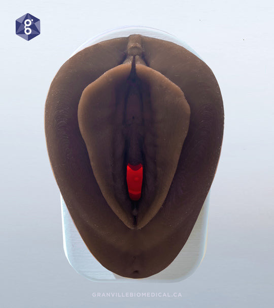 Educational Pelvic Health Kit