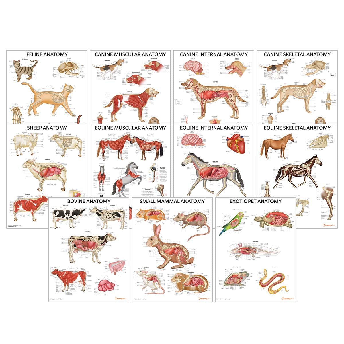 Veterinary Anatomy 11 Poster Collection (Laminated)