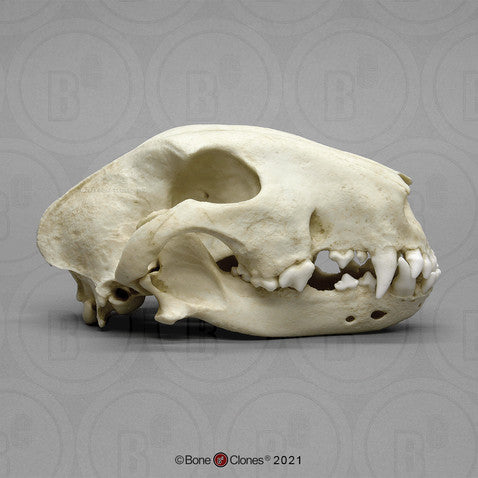Bone Clones Canine Skulls