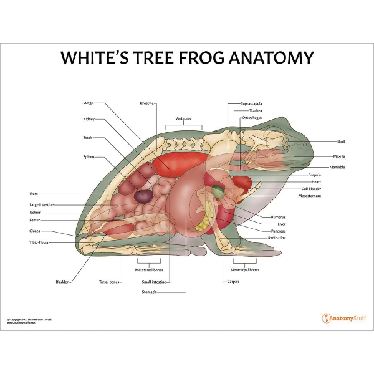 Exotic Pet Anatomy 5 Chart Collection