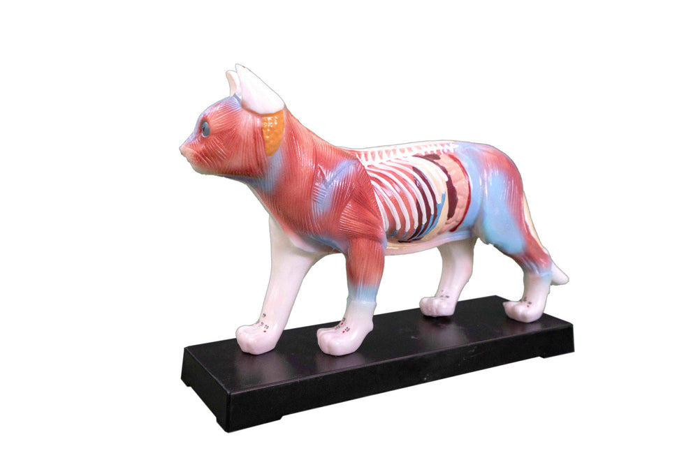 Cat Anatomy and Acupuncture Model