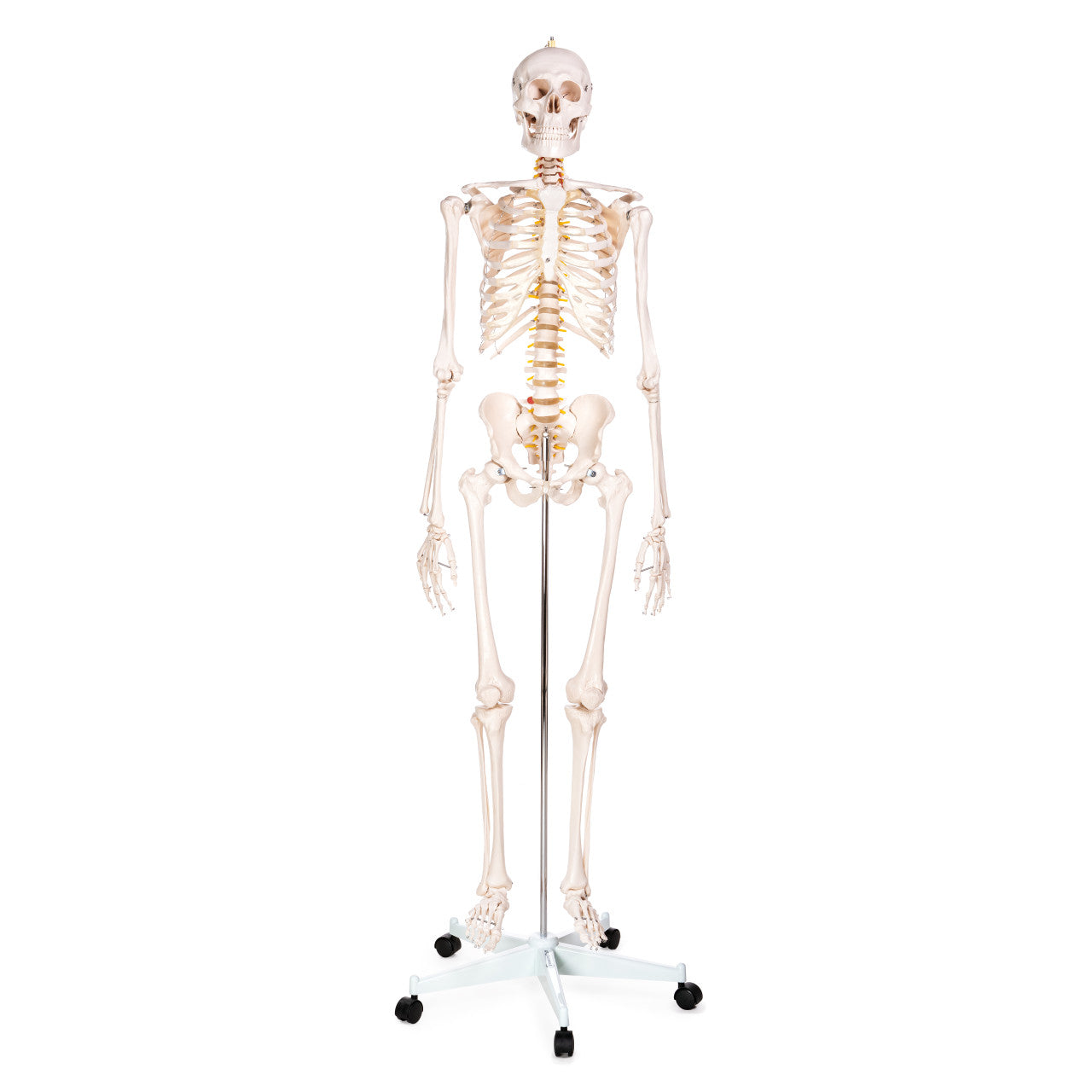 Figure Drawing Collection