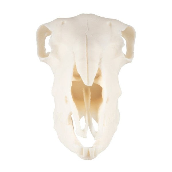 Sheep Skull Model