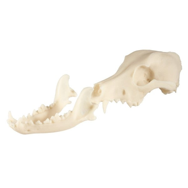 Dog Skull Model