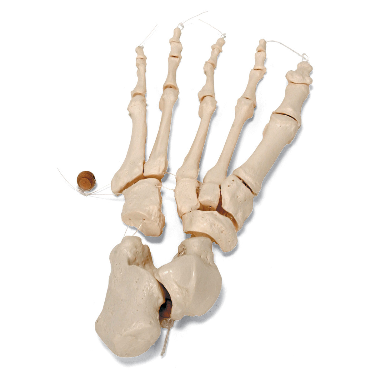 Disarticulated Half Human Skeleton Model (with hand and foot on elastic)