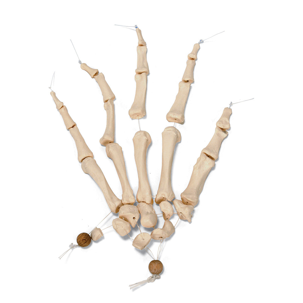 Disarticulated Half Human Skeleton Model (with hand and foot on elastic)