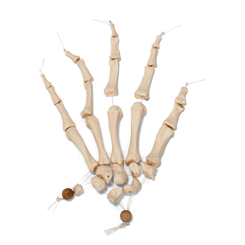 Disarticulated Half Human Skeleton Model (with hand and foot on elastic)