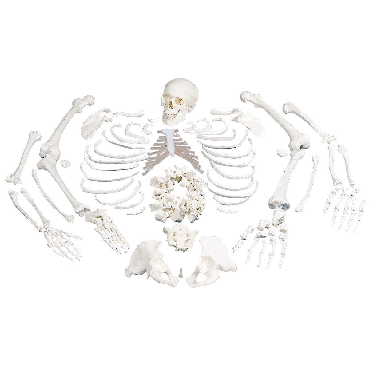 Disarticulated Skeleton Model, with Skull