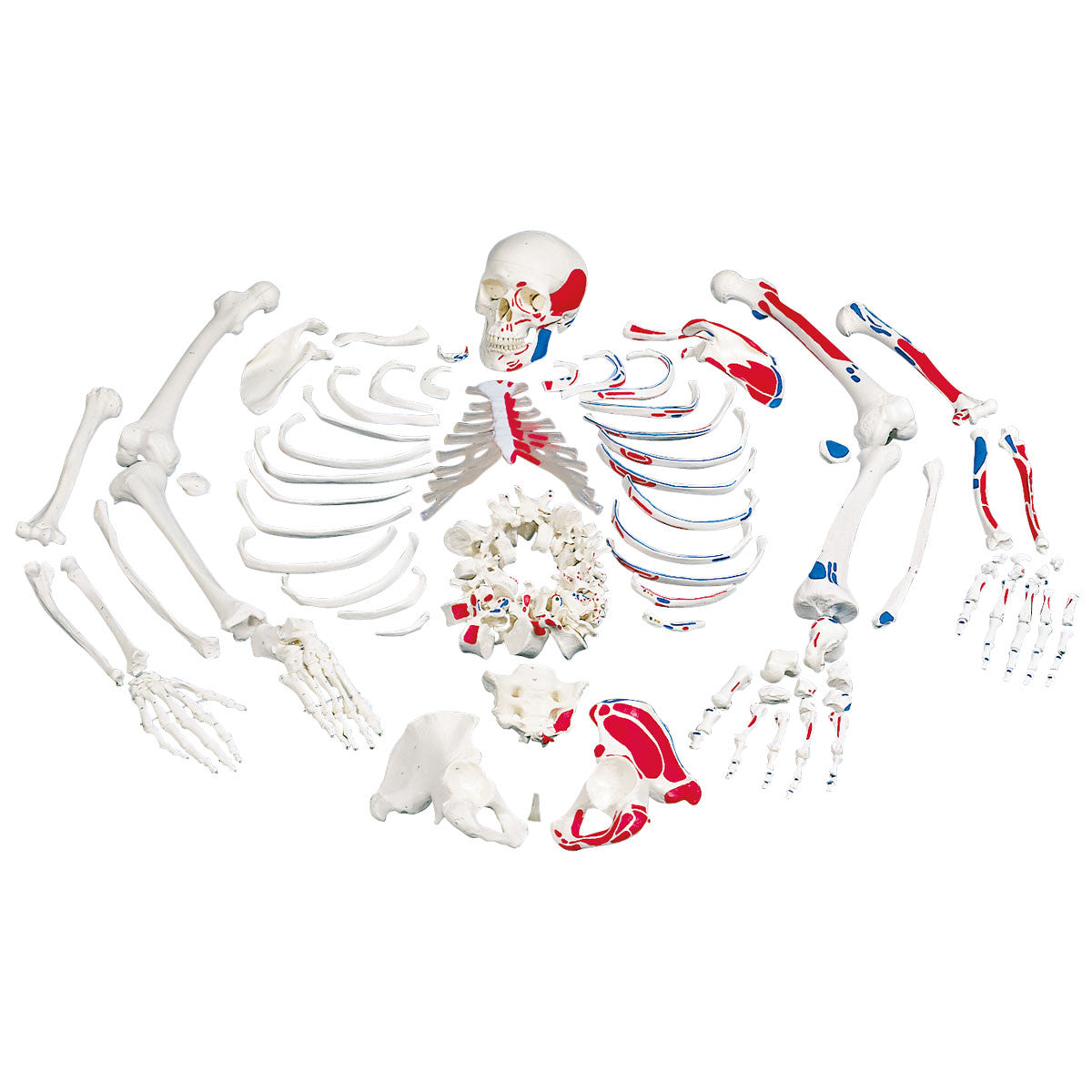 Disarticulated Skeleton Model with Skull with Painted Muscles
