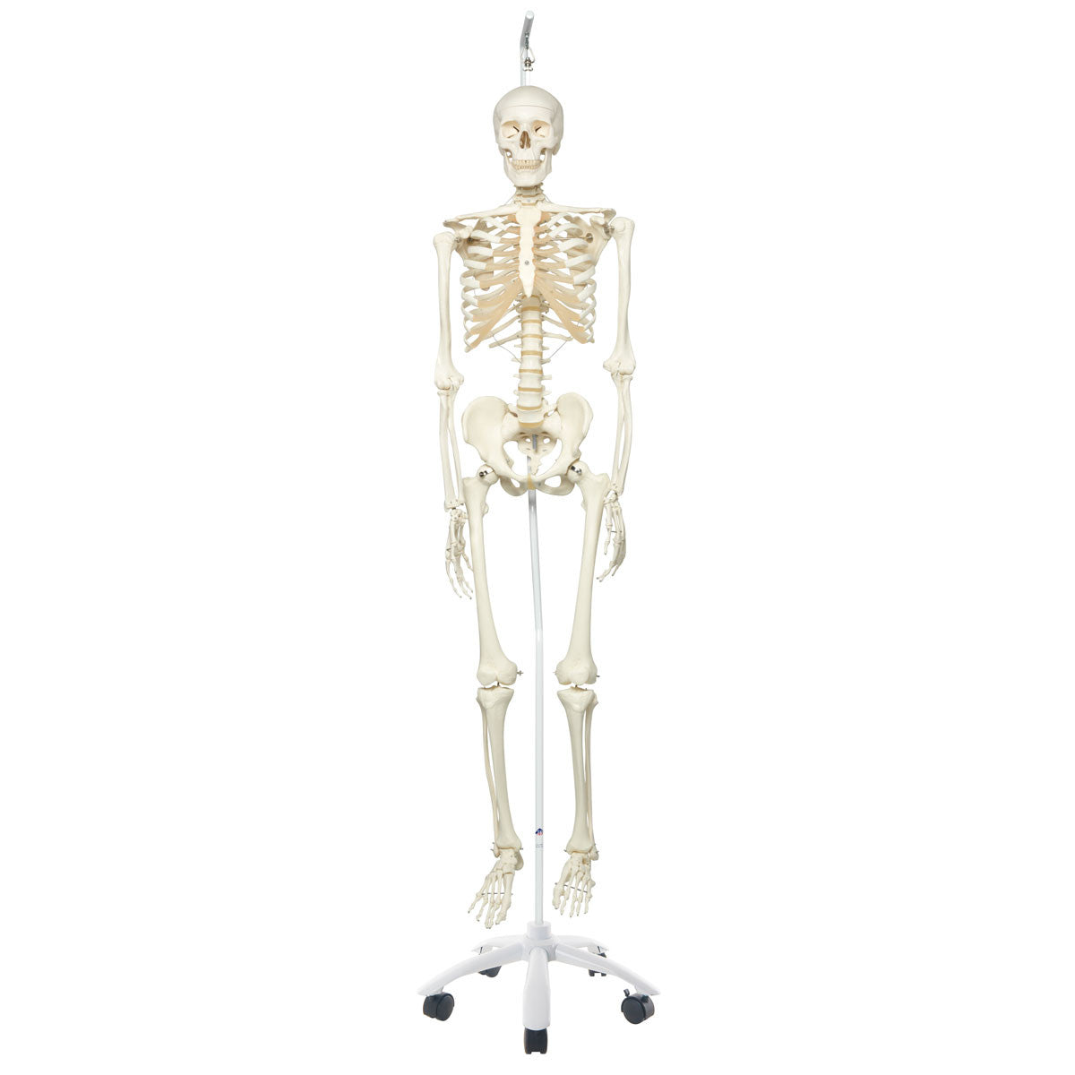 Stan Skeleton Model