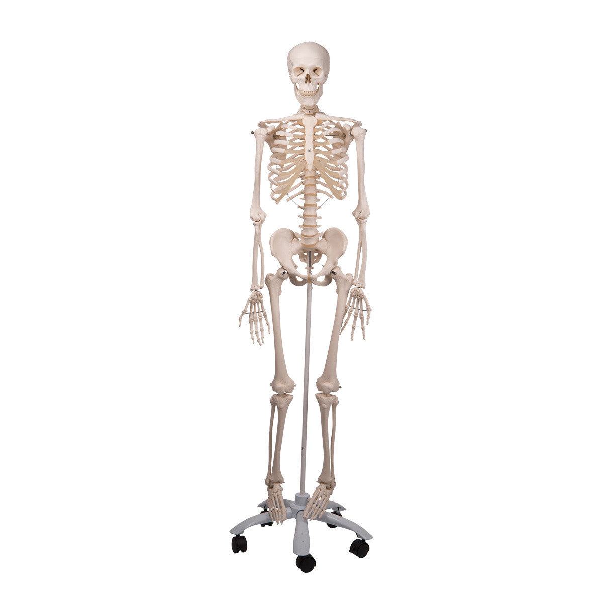 Stan Skeleton Model