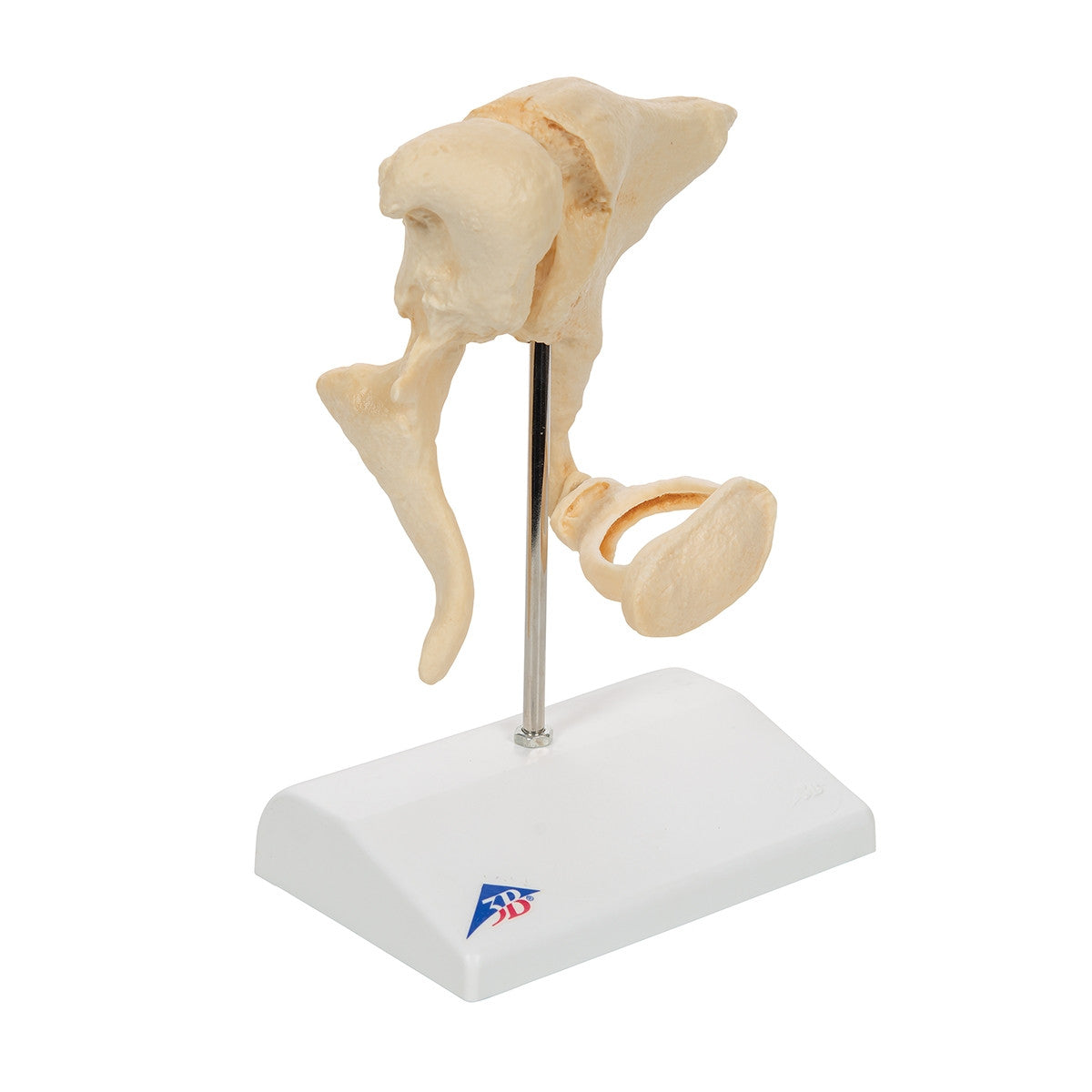 BONElike Ossicle Model (20 times life size)