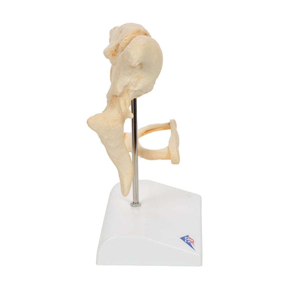 BONElike Ossicle Model (20 times life size)