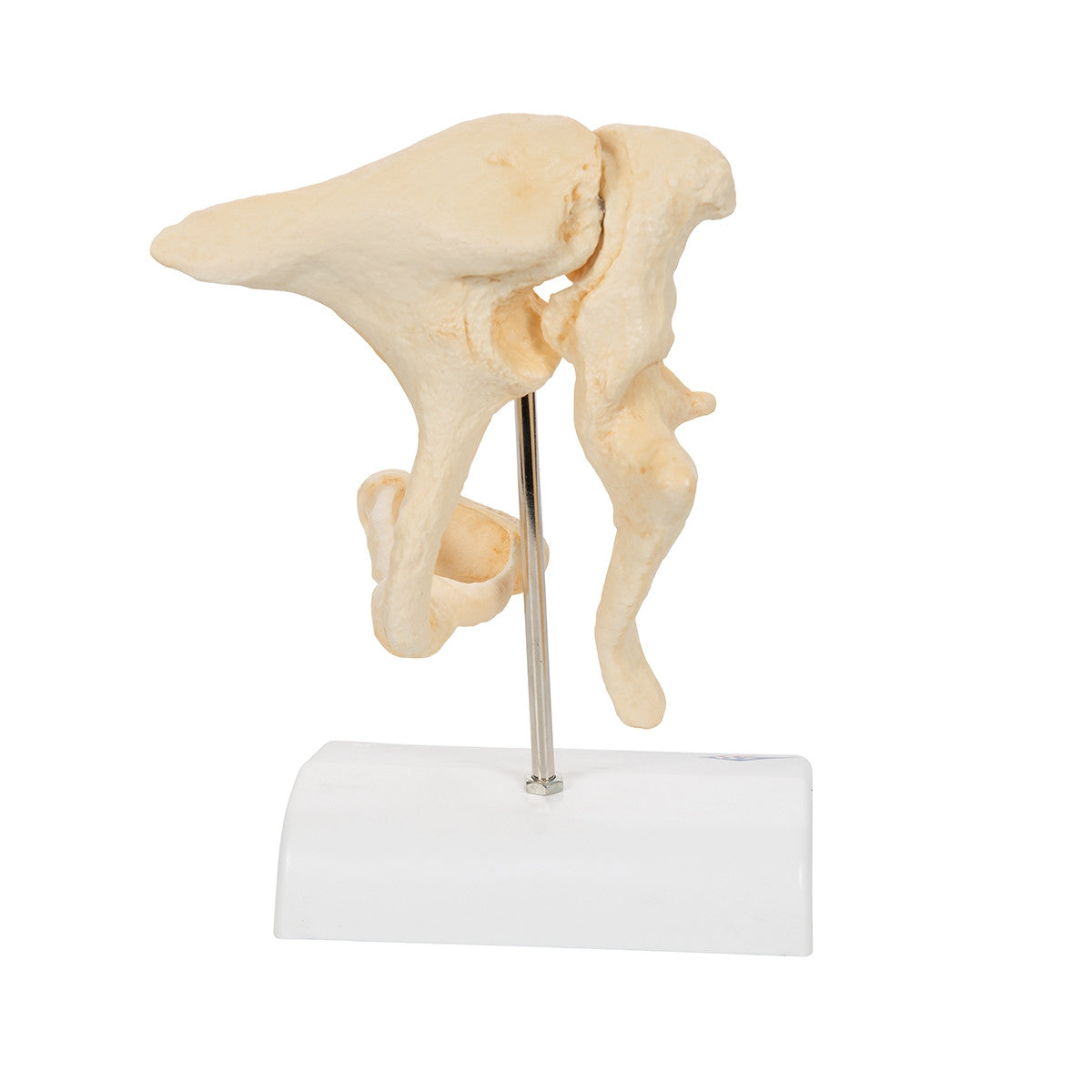 BONElike Ossicle Model (20 times life size)