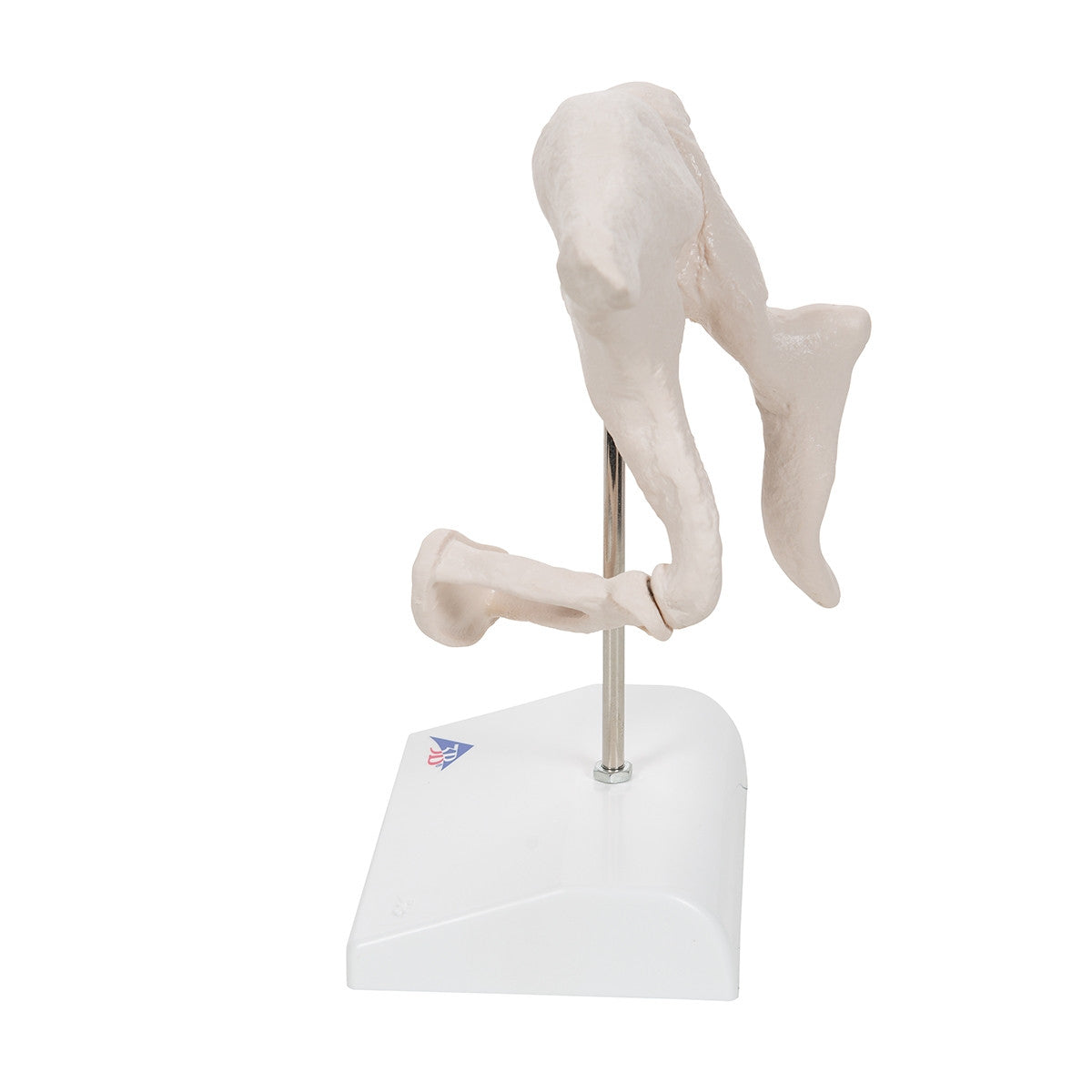 Ossicle Model (20 times life size)
