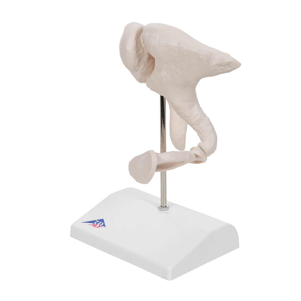 Ossicle Model (20 times life size)