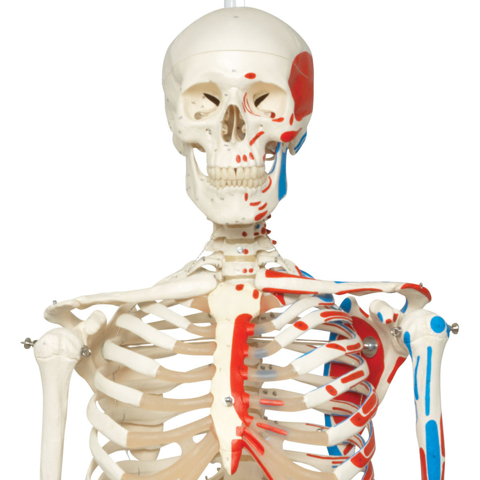 Max Muscle Skeleton Model on Hanging Stand