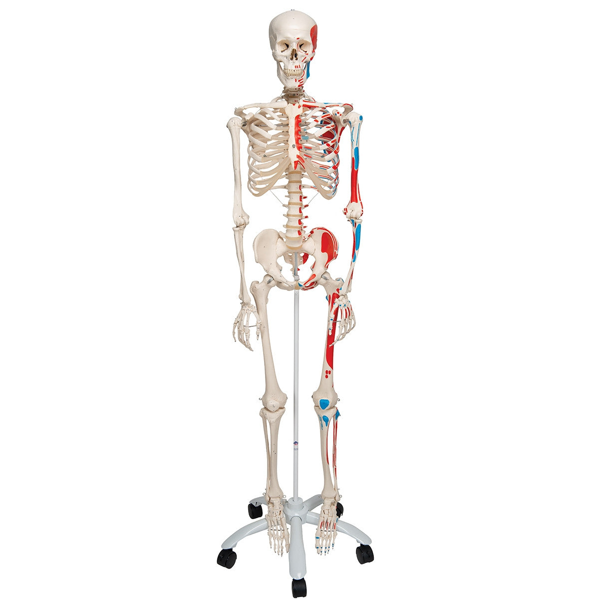 Max Muscle Skeleton Model