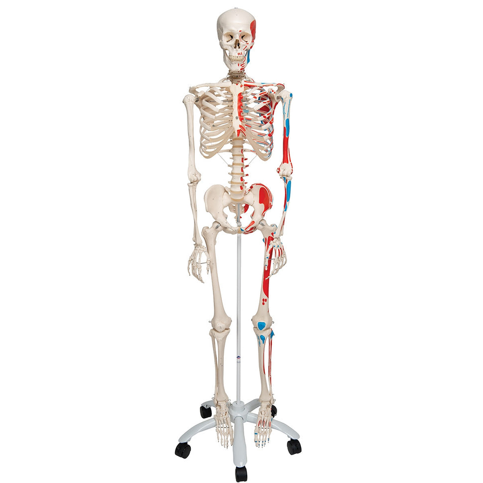 Max Muscle Skeleton Model