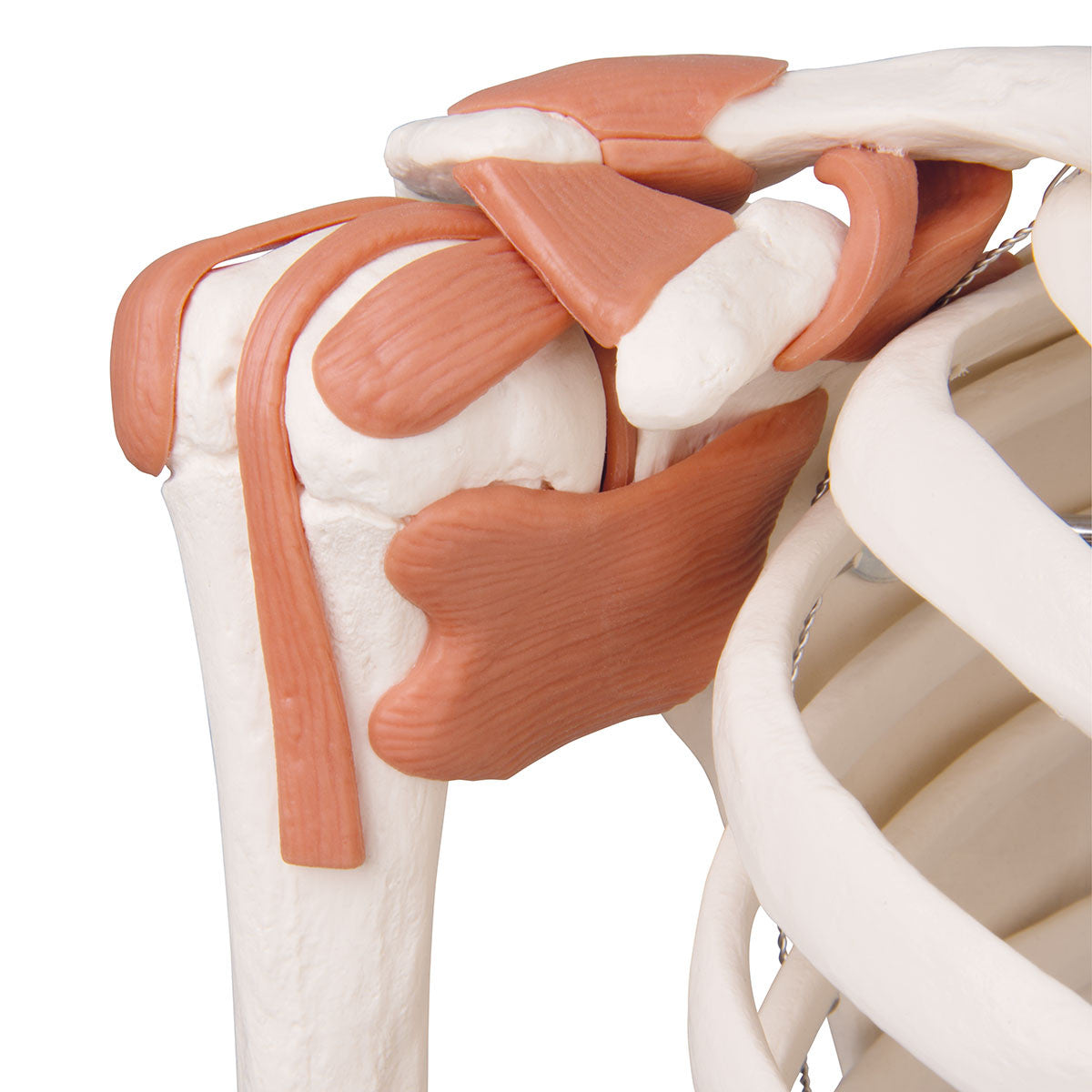 Leo Ligament Skeleton Model
