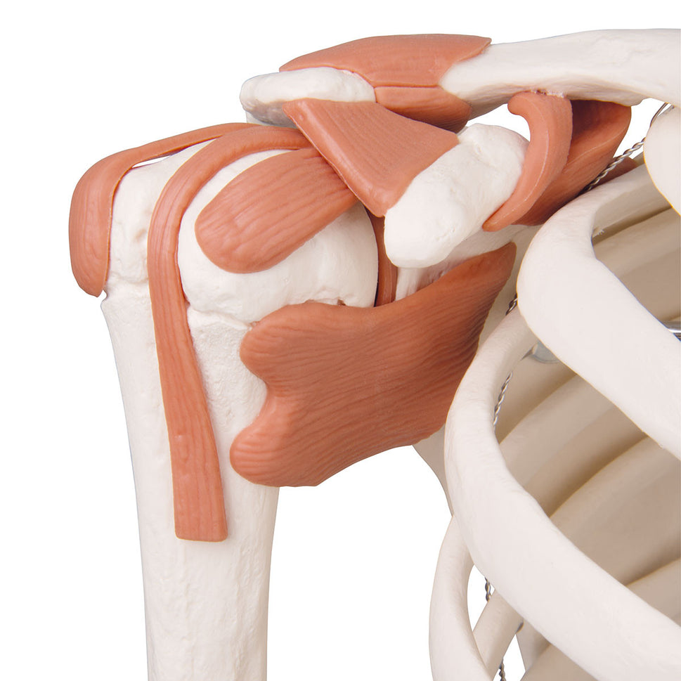 Leo Ligament Skeleton Model