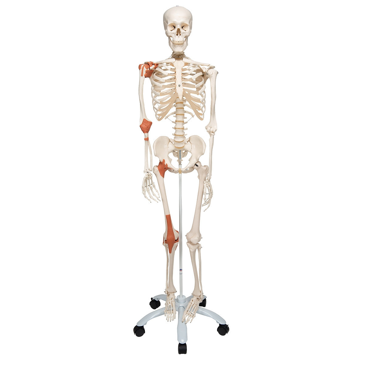 Leo Ligament Skeleton Model