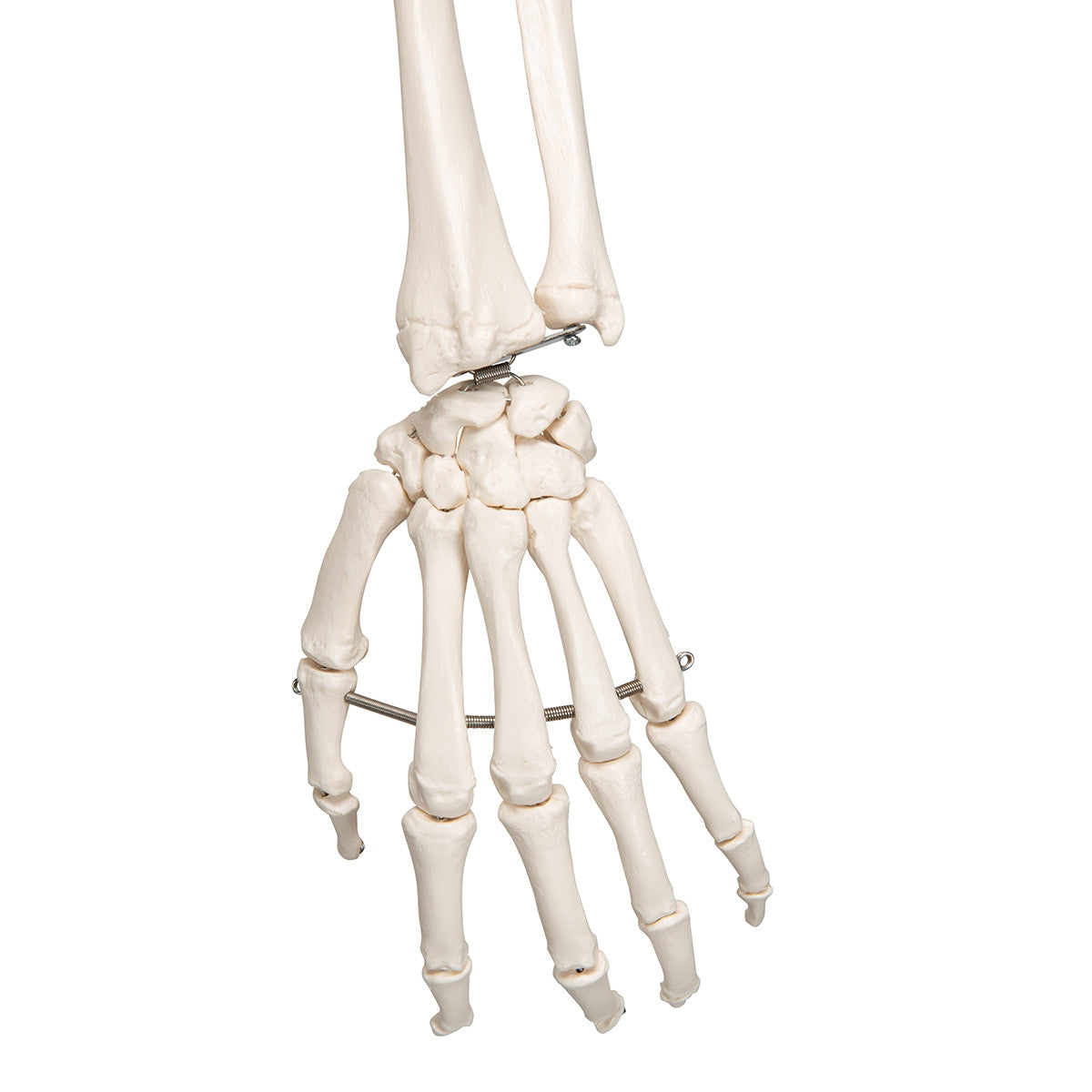 Leo Ligament Skeleton Model