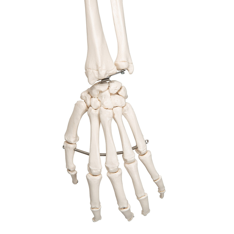 Leo Ligament Skeleton Model