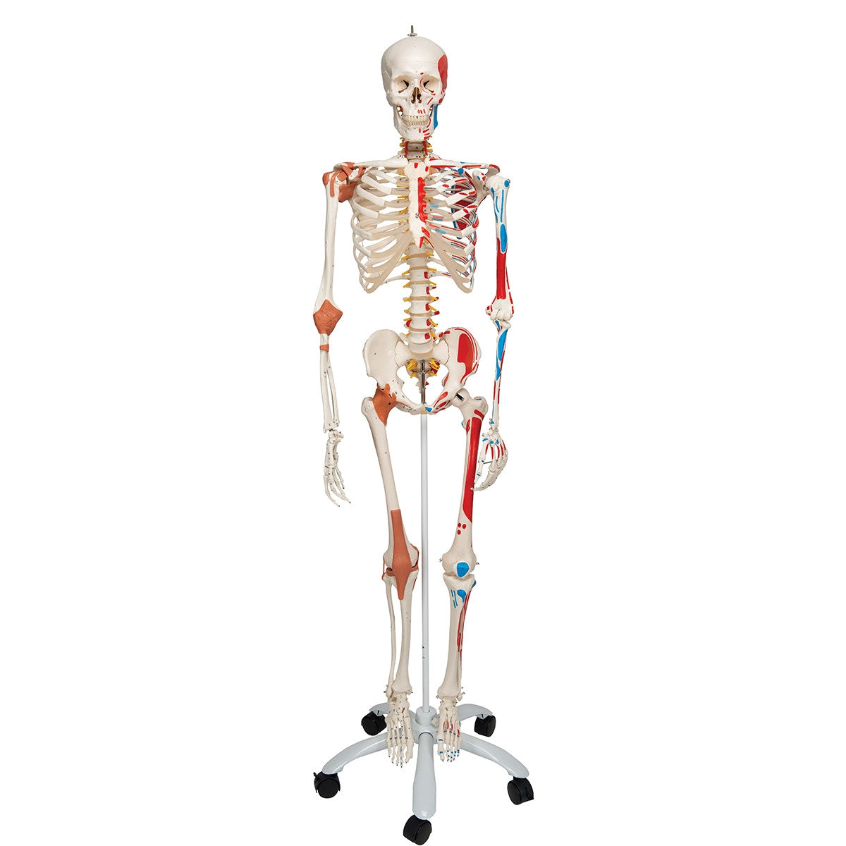 Sam Skeleton Model with Muscles and Ligaments