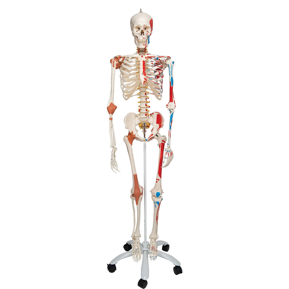Sam Skeleton Model with Muscles and Ligaments