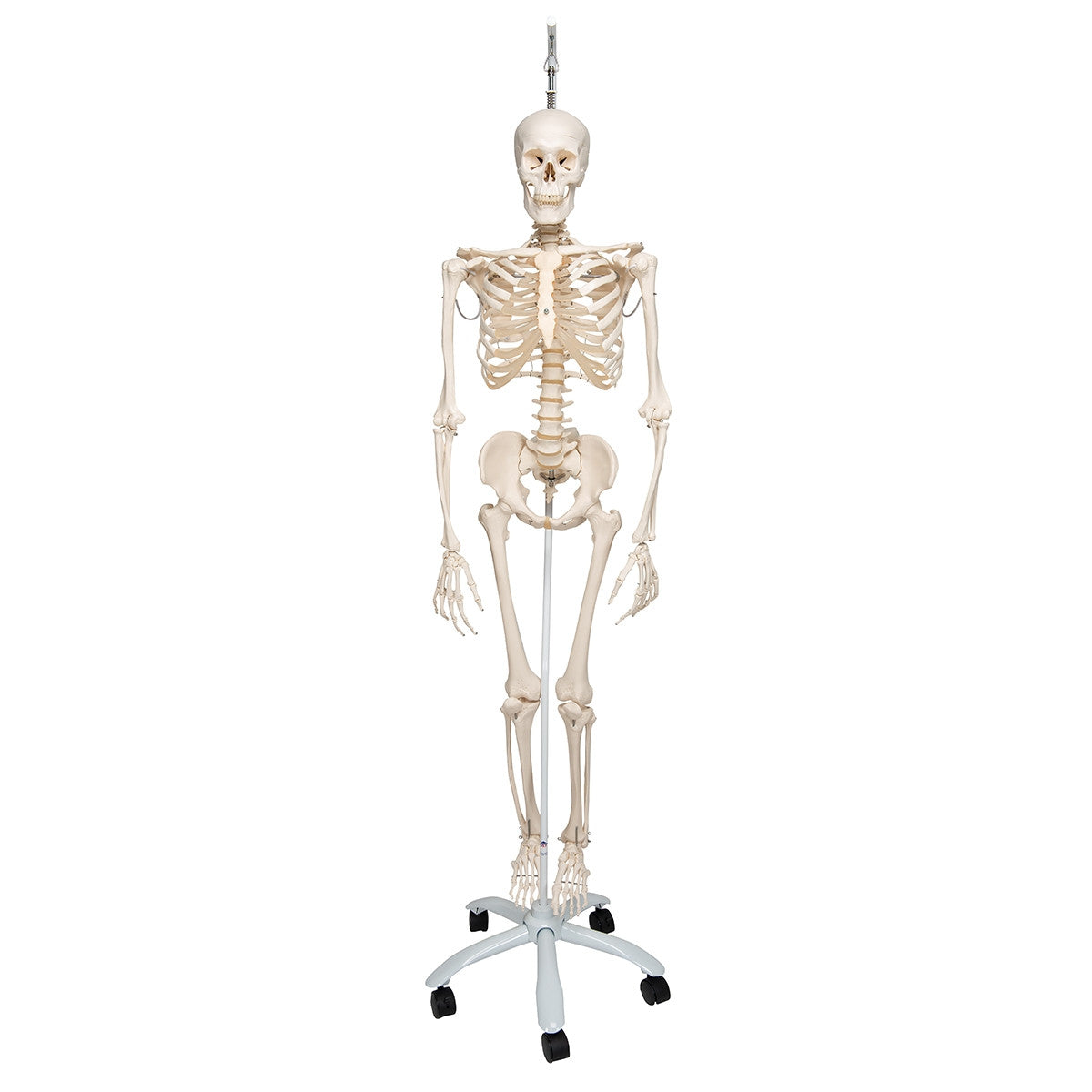 Phil Physiological Skeleton Model on Hanging Stand