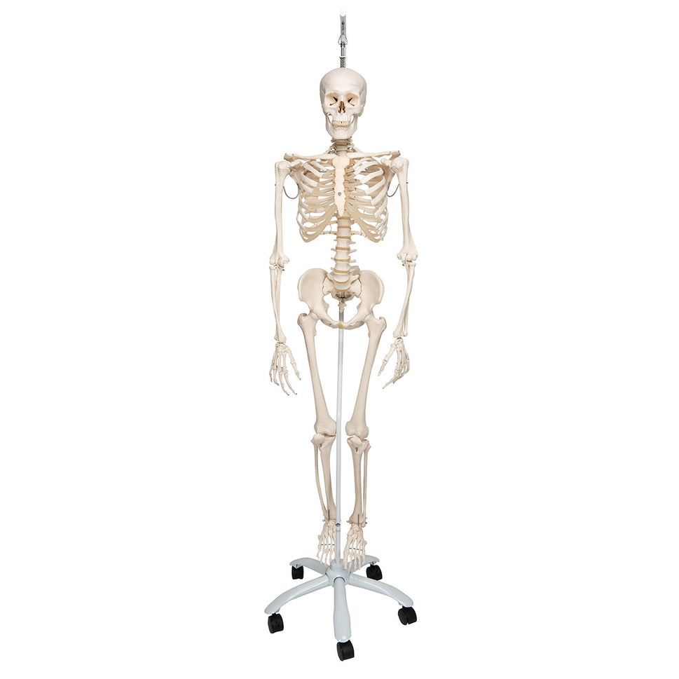 Phil Physiological Skeleton Model on Hanging Stand