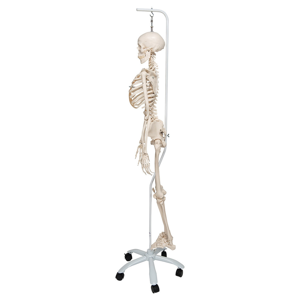 Phil Physiological Skeleton Model on Hanging Stand