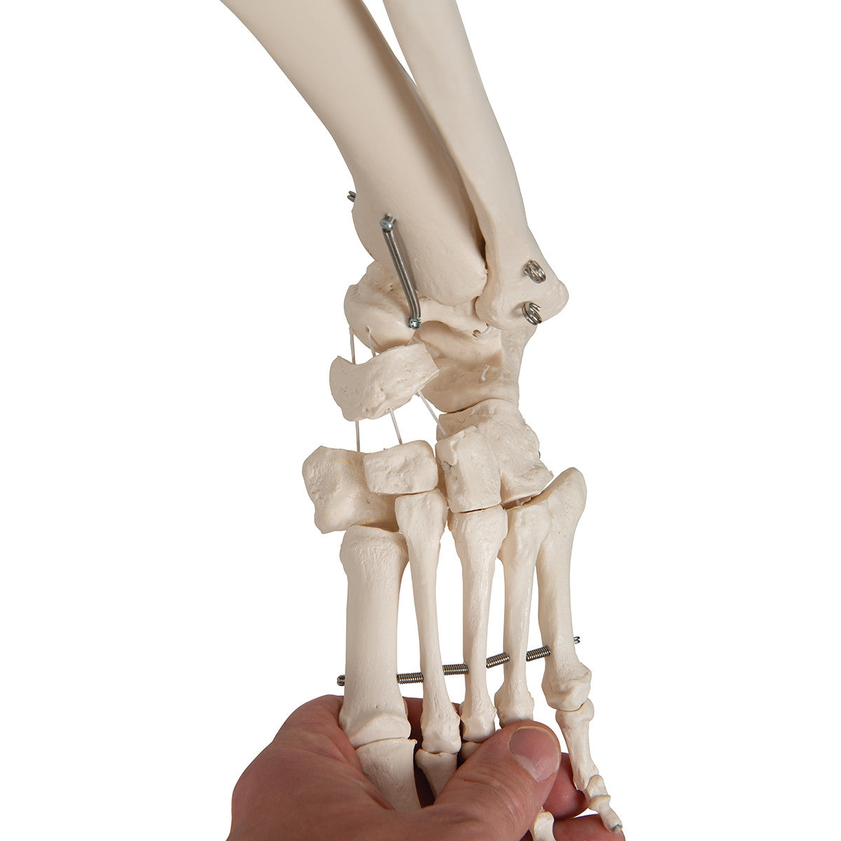 Phil Physiological Skeleton Model on Hanging Stand
