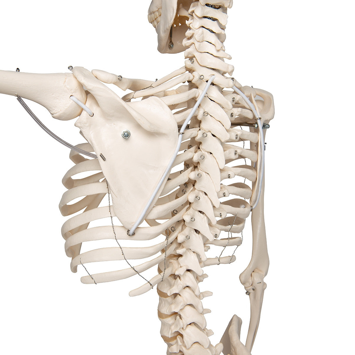 Phil Physiological Skeleton Model on Hanging Stand