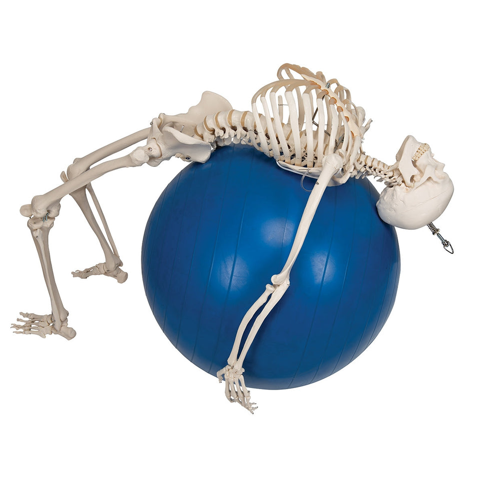 Phil Physiological Skeleton Model on Hanging Stand