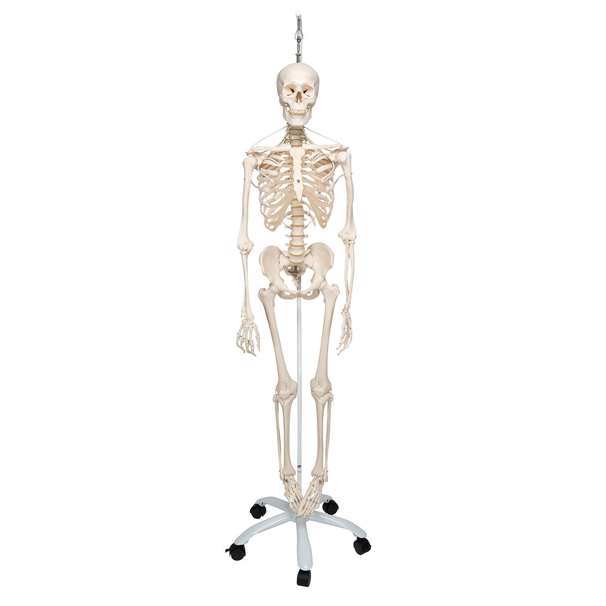 Functional Frank Skeleton Model on Hanging Stand