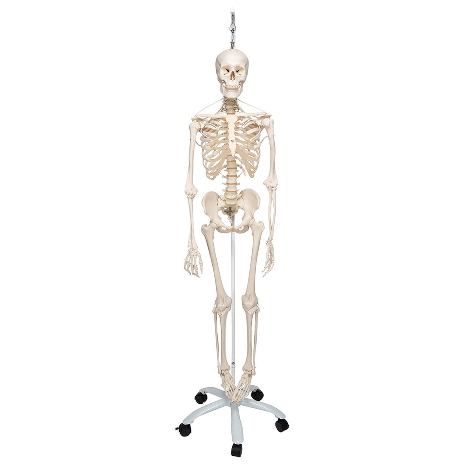 Functional Frank Skeleton Model on Hanging Stand