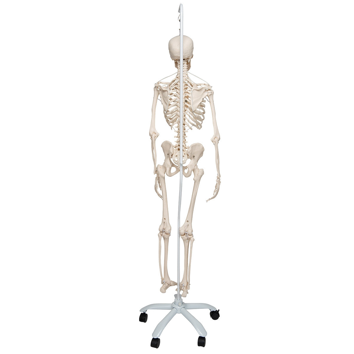 Functional Frank Skeleton Model on Hanging Stand