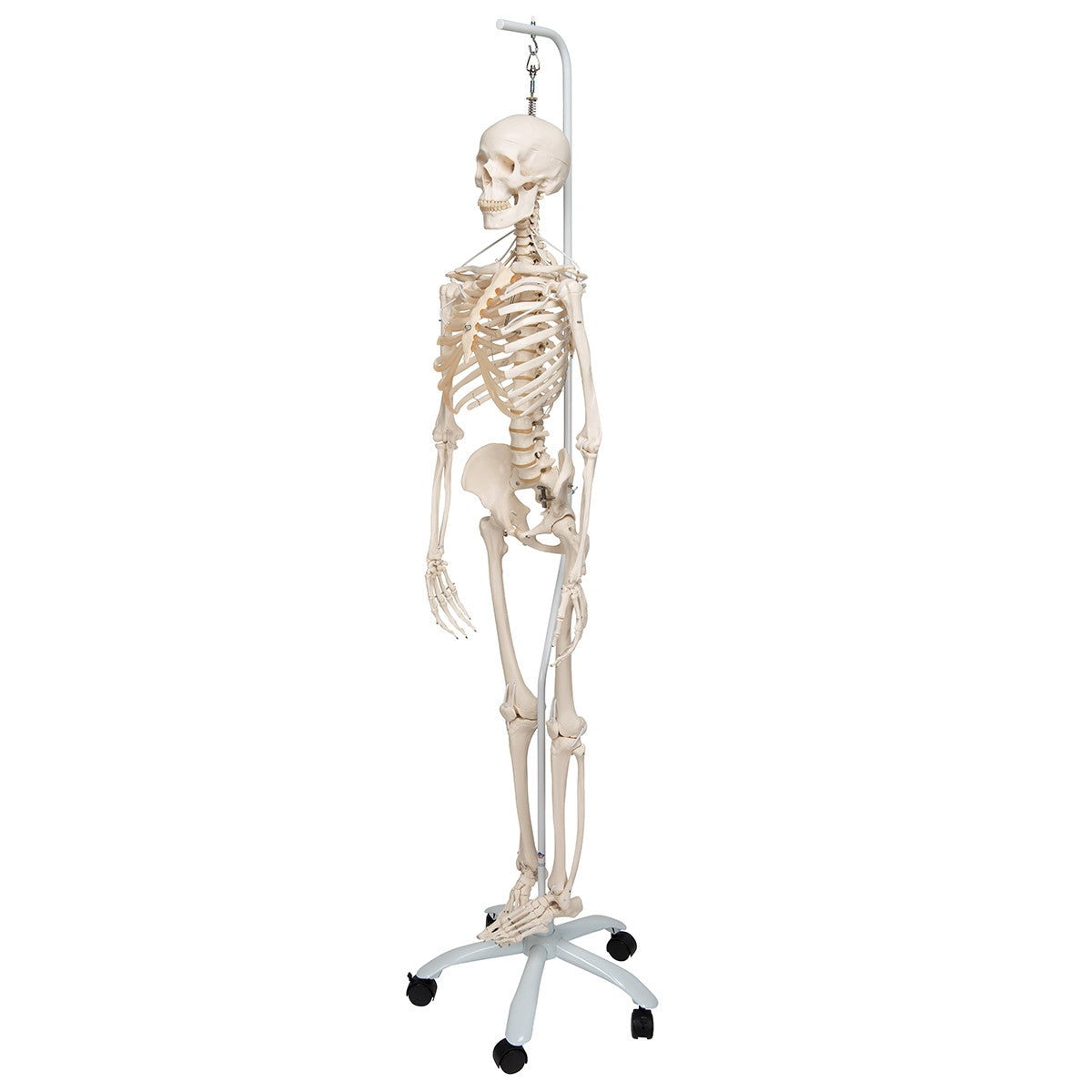Functional Frank Skeleton Model on Hanging Stand