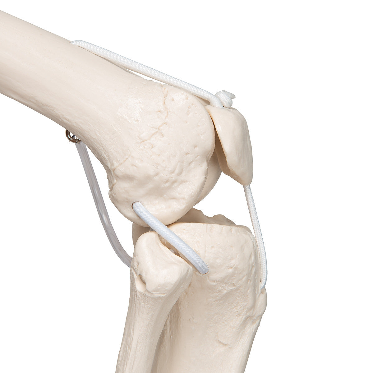 Functional Frank Skeleton Model on Hanging Stand