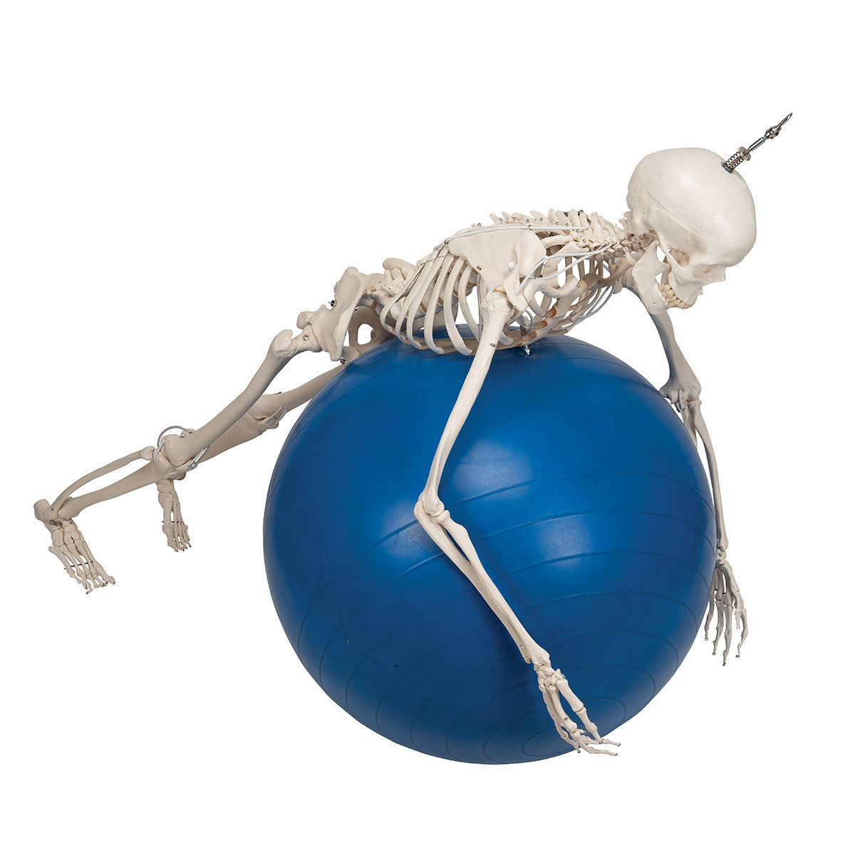 Functional Frank Skeleton Model on Hanging Stand