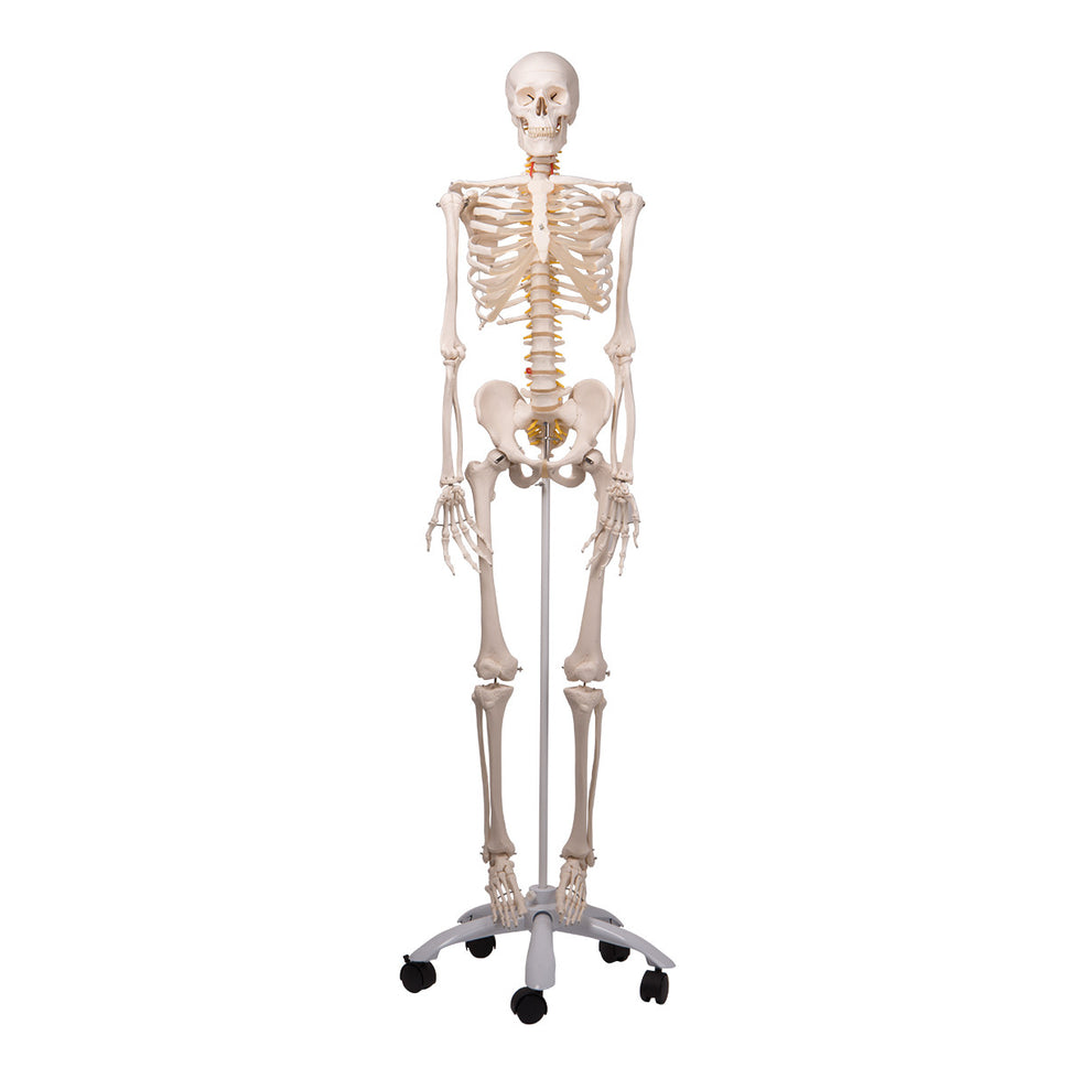 Fred Flexible Skeleton Model