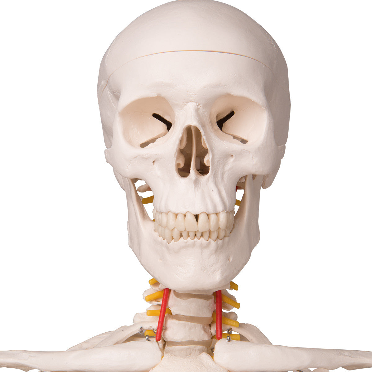 Fred Flexible Skeleton Model