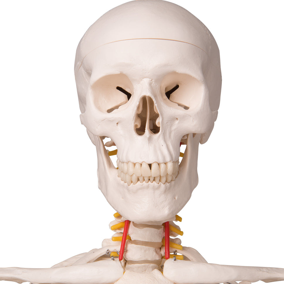 Fred Flexible Skeleton Model